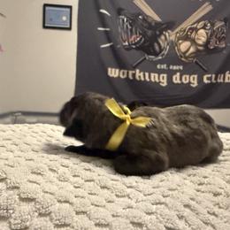 Girl 2 - female Perro de Presa Canario puppy in Raleigh, North Carolina from Kings Court Kennel