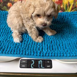 Piper - Champagne female Maltipoo puppy in Lawrenceburg, Tennessee from LUV Poodles and Maltipoos