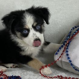 Girl 2 - Black tri female Toy Australian Shepherd puppy in Woodlake, California from For the Love of Aussie