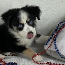 Girl 2 - Black tri female Toy Australian Shepherd puppy in Woodlake, California from For the Love of Aussie