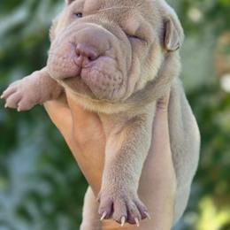 Reba - Isabella dilute female Chinese Shar-Pei puppy in Salem, Ohio from WrinkleMonsters