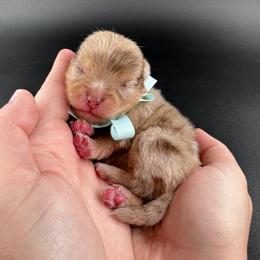 Boy 1 - Chocolate merle male Pomeranian puppy in Menifee, California from Petite Poms Of CA