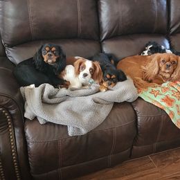 Cavalier King Charles Spaniels from Cavalier Castle at Deerfield Park