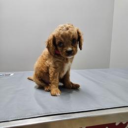 Poppy - Apricot female Cavapoo puppy in London, Kentucky from Blue Meadow Puppies