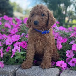 Matt - Red  male Goldendoodle puppy in Oxford, Pennsylvania from FriendlyPals