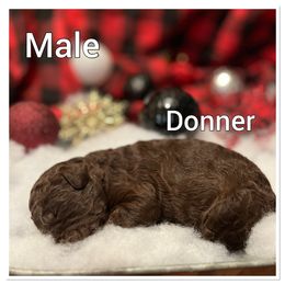 Aussiedoodle Puppies from Woodfield Doodle Farm