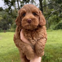 Kennedy - Caramel red female Australian Labradoodle puppy in Wesley Chapel, Florida from GWagz