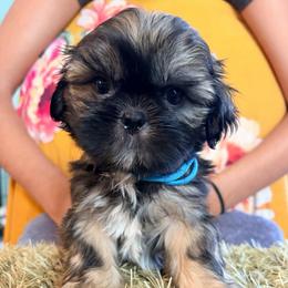Freddie - Red male Shih Tzu puppy in Hemet, California from Aloha Shih Tzu