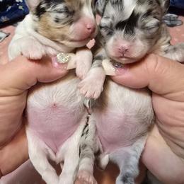 Mercedes - Merle female Chihuahua puppy in Amity, Pennsylvania from Baxters Chihuahuas