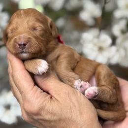 Zara - Apricot female Goldendoodle puppy in Yuciapa, California from AlltheDoodlez_