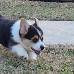 Boy 2 - male Pembroke Welsh Corgi puppy in Sparta, Tennessee from Poso Creek Corgis