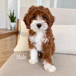 Biscuit - Red  male Goldendoodle puppy in San Tan Valley, Arizona from Golden Haven