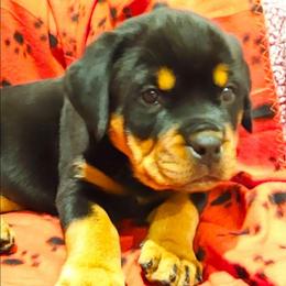 Red collar Female - Black and rust female Rottweiler puppy in Aspers, Pennsylvania from Vom Uberlegenen Rottweilers