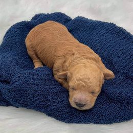 Aussiedoodles, Bernedoodles, Goldendoodles, and Poodles from Loula's Poodles and Doodles