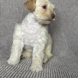Lego - Wheaten male Miniature Schnauzer puppy in Moro, Arkansas from Barkin’ Beauty Schnauzers