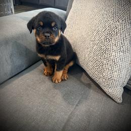 Primo - Black and mahogany male Rottweiler puppy in Denver, Colorado from DR