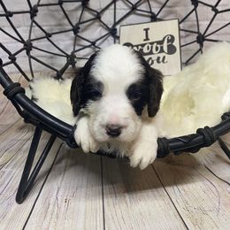 Aussiedoodle, Cockapoo, Goldendoodle, Poodle, Sheepadoodle, and Springerdoodle Puppies from Two Creeks Farm Poodles & Doodles