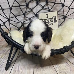 Aussiedoodle, Cockapoo, Goldendoodle, Poodle, Sheepadoodle, and Springerdoodle Puppies from Two Creeks Farm Poodles & Doodles