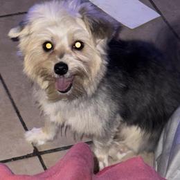 Shih Tzu, Shorkie, and Yorkshire Terrier Puppies from Tiny Tales Co.