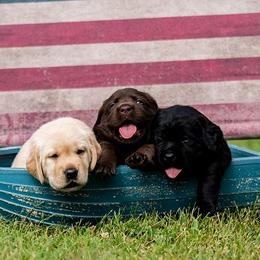 Labrador Retrievers from Twin River Labradors