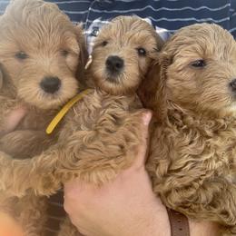 Goldendoodle Puppies from Virgin River Kennel