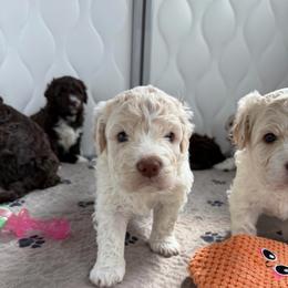 Boy 2 - Off-white male Lagotto Romagnolo puppy in Sherman, Texas from Texas Lagottos