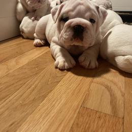 Bulldog and French Bulldog Puppies from The Georgia Bully Bunch