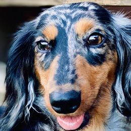 Dachshunds from Firelight Mini Dachshund