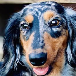 Dachshunds from Firelight Mini Dachshund