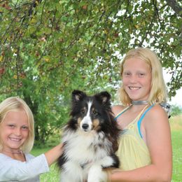 Jazzie - Shetland Sheepdog
