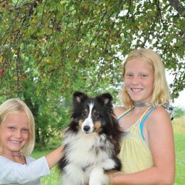 Jazzie - Shetland Sheepdog