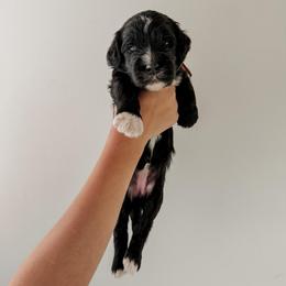 Simone - Black female Sheepadoodle puppy in Wabash, Indiana from DOODCompany