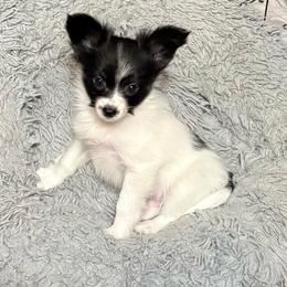 Boy 2 - White black and tan male Papillon puppy in Fremont, Michigan from Barque