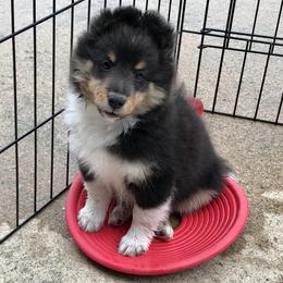 Shetland Sheepdog Puppies from Somerlake Shetland Sheepdogs