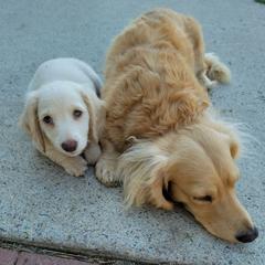 Dachshunds from Kristy's Kreams
