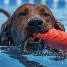 Redbone Coonhound Puppies from Morris’s redbones
