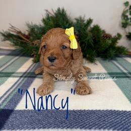 Nancy - Yellow - Red female Cavapoo puppy in South Jordan, Utah from Simply Sweet Paws. LLC