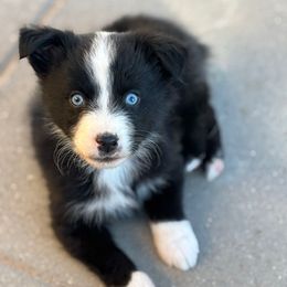 Yellow - Black & white female Miniature Australian Shepherd puppy in Arizona from Country Charm Mini Aussies