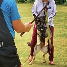 German Shepherds from Leah Dawson