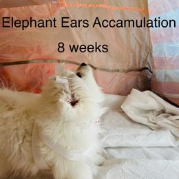 Elephant Ears Accumulation - White female Japanese Spitz puppy in Gaithersburg, Maryland from Konalae Japanese Spitz Jr.