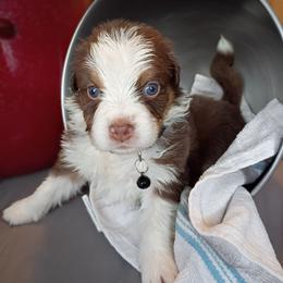 Stormy (Navy Collar) - Red tri-color male Australian Shepherd puppy in Okeechobee, Florida from Rothsolid Puppies