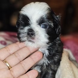 LILITH - Black and white female Shih Tzu puppy in Los Banos And Bay Area, California from Shantii's Shih Tzu's