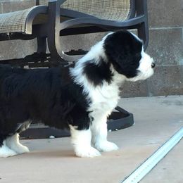 Bearded Collie Puppies from McCrystal Beardies