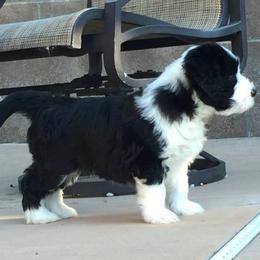 Bearded Collie Puppies from McCrystal Beardies