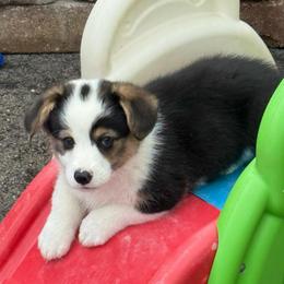 Trek-Fluff Carrier - Black and tan male Pembroke Welsh Corgi puppy in Scottown, Ohio from Wyndy Ridge Corgis