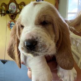 Girl 1 - Red and white female Basset Hound puppy in Guys Mills, Pennsylvania from Hidden Heart Basset Hounds