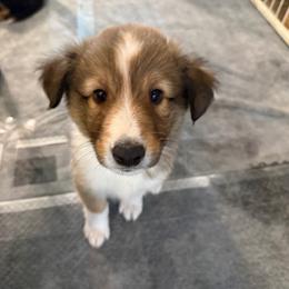 Green - Sable and white male Shetland Sheepdog puppy in Katy, Texas from Sherock’s Shelties
