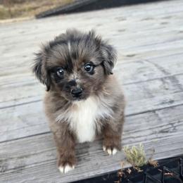 Ridge - Blue merle male Miniature Australian Shepherd puppy in Paris, Texas from Blue Envy Mini Aussies