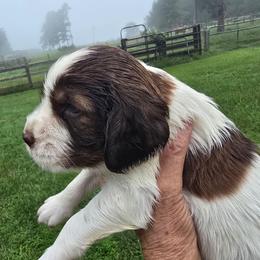 Jasper - Liver and white male English Springer Spaniel puppy in Hephzibah, Georgia from Sidel's Springers