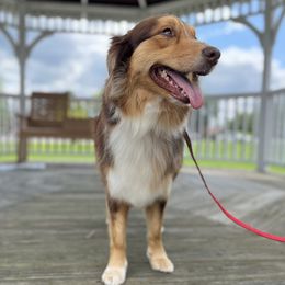 Hazel - Australian Shepherd